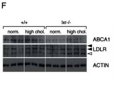 Western Blot Analysis of ABCA1 in WT and LXR Null Mice Under Normal or High Cholesterol Diets