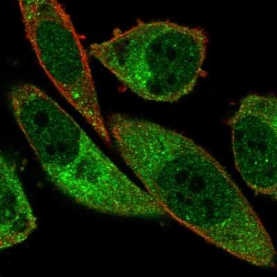 Immunocytochemistry/ Immunofluorescence: ABCA13 Antibody [NBP2-57346]