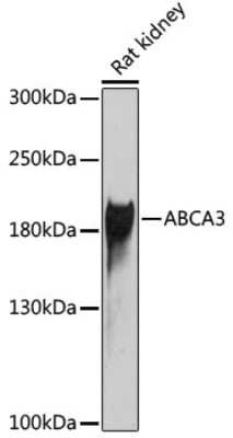 Western Blot: ABCA3 AntibodyBSA Free [NBP2-92667]