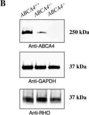 Knockout Validated: ABCA4 Antibody (3F4) [NBP1-30032]