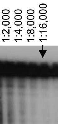 Western Blot: ABCA7 Antibody (7A1-144)Unpurified [NB400-166]