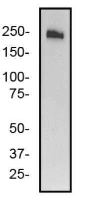 Western Blot: ABCA7 Antibody (7A1-144) [NB400-163]