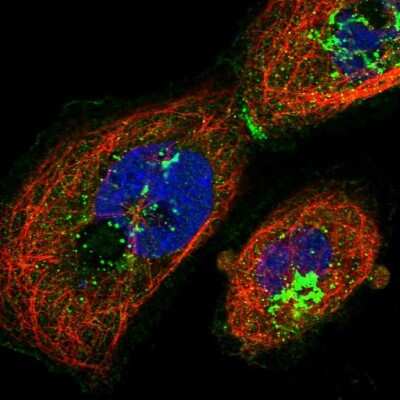 Immunocytochemistry/ Immunofluorescence: ABCA7 Antibody [NBP2-14250]