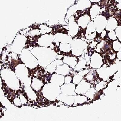Immunohistochemistry-Paraffin: ABCA7 Antibody [NBP2-14250]