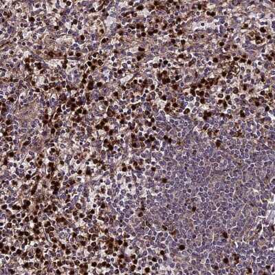 Immunohistochemistry-Paraffin: ABCA7 Antibody [NBP2-14250]