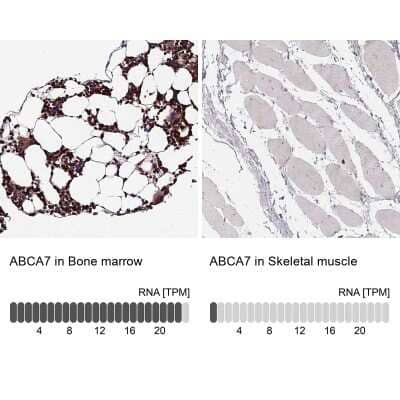 Immunohistochemistry-Paraffin: ABCA7 Antibody [NBP2-14250]
