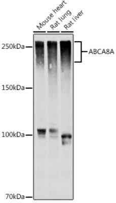 Western Blot: ABCA8A AntibodyAzide and BSA Free [NBP3-16029]