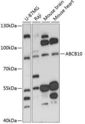 Western Blot: ABCB10 AntibodyAzide and BSA Free [NBP2-92618]