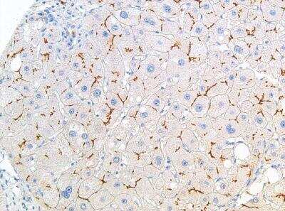 Immunohistochemistry-Paraffin: ABCB11 Antibody (IHC518) [NBP2-75980]