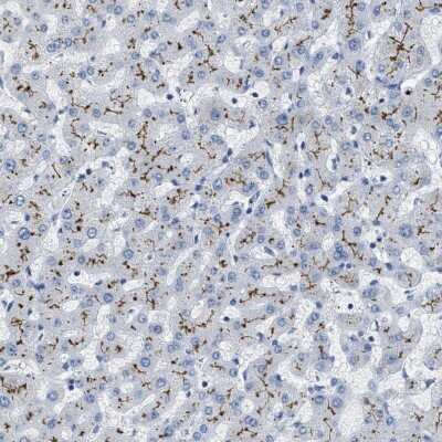 Immunohistochemistry-Paraffin: ABCB11 Antibody [NBP1-89319]
