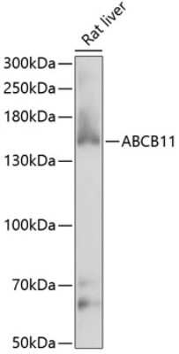 Western Blot: ABCB11 AntibodyAzide and BSA Free [NBP3-03893]