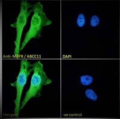 Immunocytochemistry/ Immunofluorescence: ABCC11 Antibody [NBP1-20944]