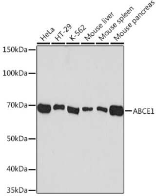 Western Blot: ABCE1 Antibody (1N4I7) [NBP3-16763]