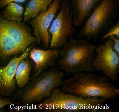 Immunocytochemistry/ Immunofluorescence: ABCE1 Antibody - BSA Free [NB400-116]