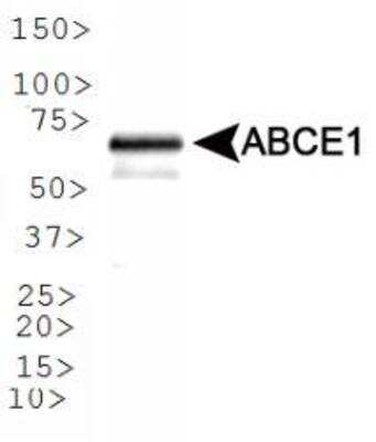 Western Blot: ABCE1 AntibodyBSA Free [NB400-116]