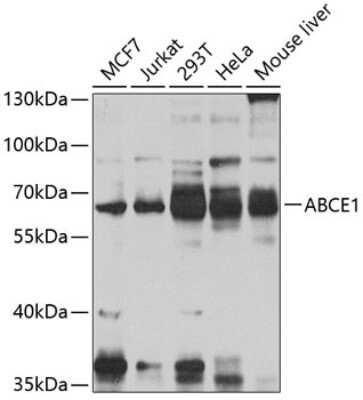 Western Blot: ABCE1 AntibodyBSA Free [NBP3-04959]