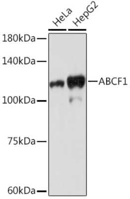 Western Blot: ABCF1 Antibody (4P9V8) [NBP3-15819]