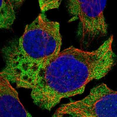 Immunocytochemistry/ Immunofluorescence: ABCF1 Antibody [NBP1-89314]
