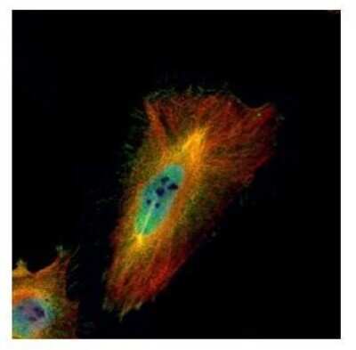 Immunocytochemistry/ Immunofluorescence: ABCF1 Antibody [NBP2-15226]