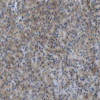 Immunohistochemistry-Paraffin: ABCF1 Antibody [NBP1-89314]