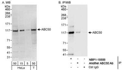 Western Blot: ABCF1 Antibody [NBP1-18888]