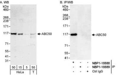 Western Blot: ABCF1 Antibody [NBP1-18889]