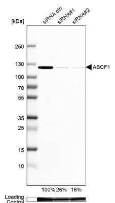 Western Blot: ABCF1 Antibody [NBP1-89314]