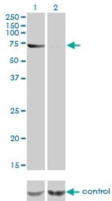 Western Blot: ABCF2 Antibody (1D11) [H00010061-M01]