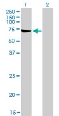 Western Blot: ABCF2 Antibody (1D11) [H00010061-M01]