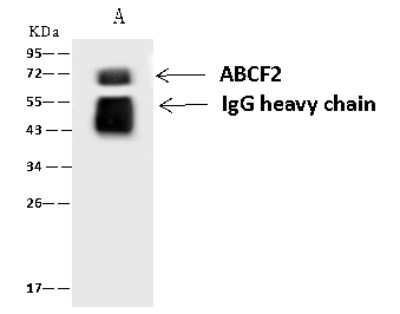 Immunoprecipitation: ABCF2 Antibody [NBP2-98977]