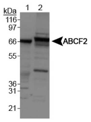Western Blot: ABCF2 Antibody [NB400-115]