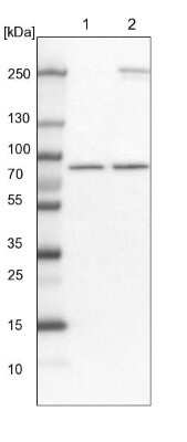 Western Blot: ABCF3 Antibody [NBP1-84781]