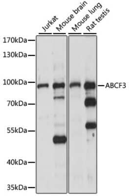 Western Blot: ABCF3 AntibodyAzide and BSA Free [NBP2-92211]