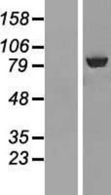 Western Blot: ABCF3 Overexpression Lysate [NBL1-07185]