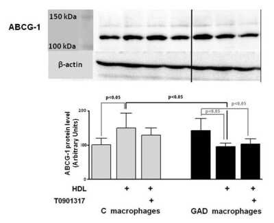 Western Blot: ABCG1 AntibodyBSA Free [NB400-132]