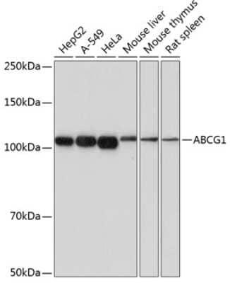 Western Blot: ABCG1 Antibody (4Y7B3) [NBP3-15558]