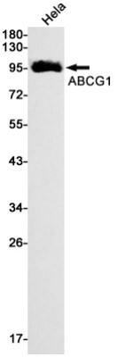 Western Blot: ABCG1 Antibody (S06-5B9) [NBP3-20076]