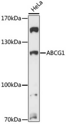 Western Blot: ABCG1 AntibodyAzide and BSA Free [NBP3-05328]