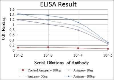 ELISA: ABCG2/CD338 Antibody (3G8) - BSA Free [NBP2-22124]
