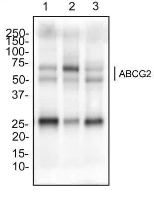 Western Blot: ABCG2/CD338 Antibody (3G8)BSA Free [NBP2-22124]