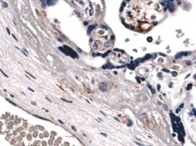 Immunohistochemistry-Paraffin: ABCG2/CD338 Antibody (MM0047-2J39) - Azide and BSA Free [NB110-93511]