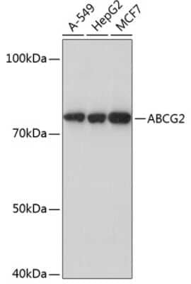 Western Blot: ABCG2/CD338 Antibody (2K8X1) [NBP3-15559]