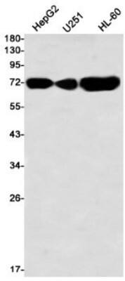 Western Blot: ABCG2/CD338 Antibody (S02-5C2) [NBP3-19837]