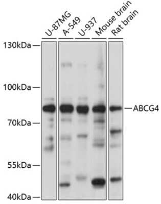 Western Blot: ABCG4 AntibodyAzide and BSA Free [NBP2-92174]