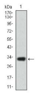 Western Blot: ABCG5 Antibody (1B5E10)Azide and BSA Free [NBP2-80559]