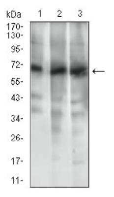 Western Blot: ABCG5 Antibody (1B5E10) [NBP2-23488]