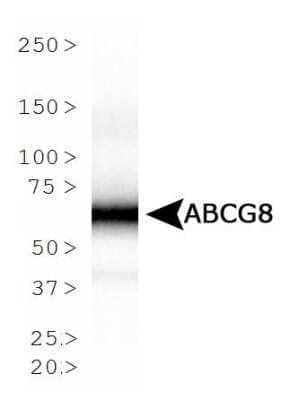 Western Blot: ABCG8 Antibody (1B10A5)Azide and BSA Free [NBP2-80560]