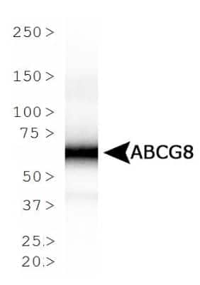 Western Blot: ABCG8 Antibody (1B10A5) [NBP1-71706]