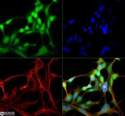Immunocytochemistry/ Immunofluorescence: ABCG8 Antibody [NB400-117]
