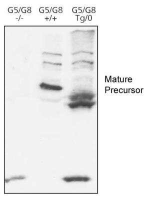 Western Blot: ABCG8 AntibodyBSA Free [NB400-110]